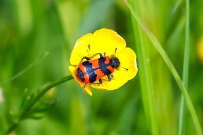 <i>Trichodes alvearius</i>
