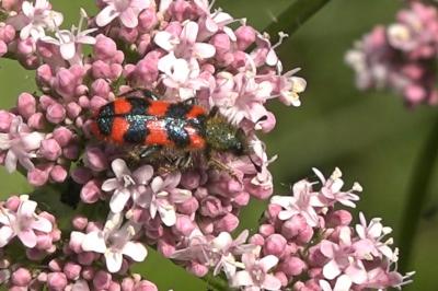 <i>Trichodes alvearius</i>