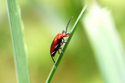 <i>Pyrochroa serraticornis</i>