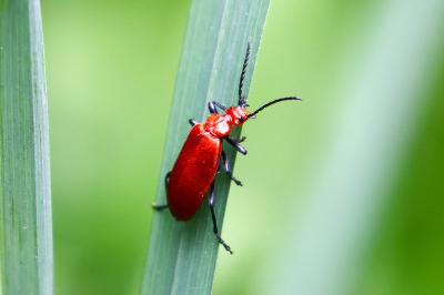 <i>Pyrochroa serraticornis</i>