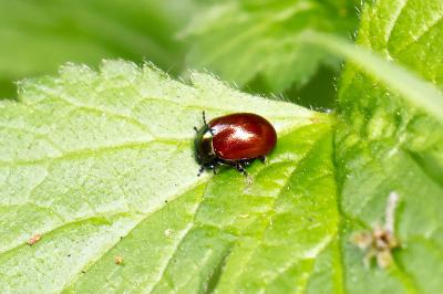 <i>Chrysolina polita</i>