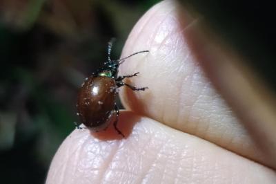 <i>Chrysolina polita</i>