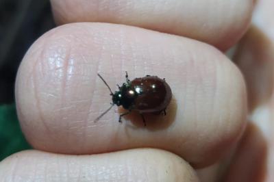 <i>Chrysolina polita</i>