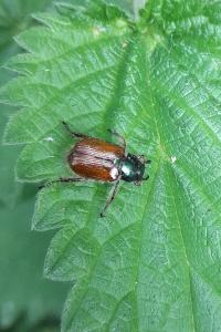 <i>Phyllopertha horticola</i>