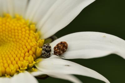 <i>Anthrenus verbasci</i>