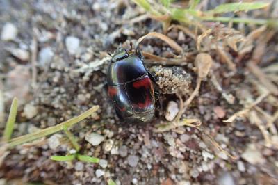 <i>Hister quadrimaculatus</i>