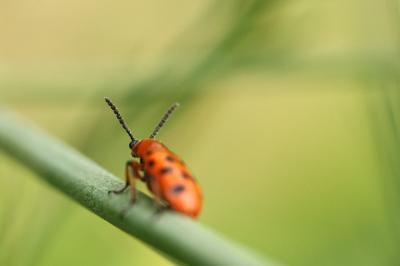<i>Crioceris duodecimpunctata</i>