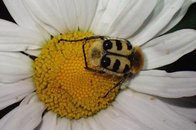 <i>Trichius gallicus</i>