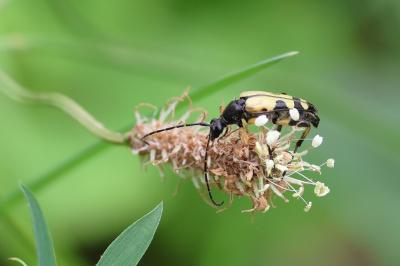<i>Rutpela maculata</i>