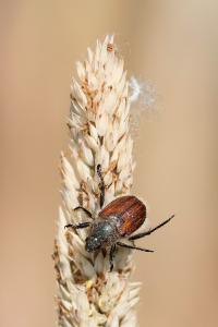 <i>Anisoplia villosa</i>