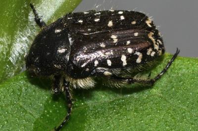 <i>Oxythyrea funesta</i>