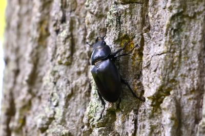 <i>Lucanus cervus</i>