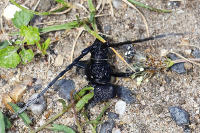 <i>Cerambyx cerdo</i>