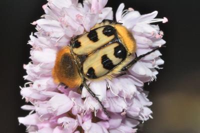 <i>Trichius gallicus</i>