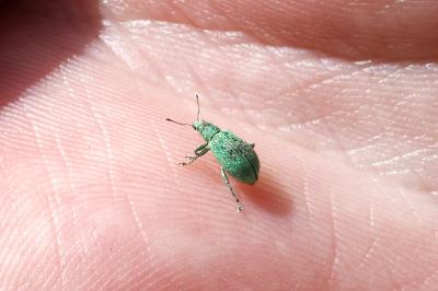 <i>Polydrusus pterygomalis</i>