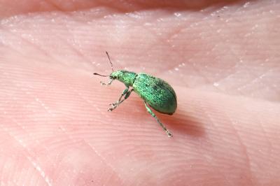 <i>Polydrusus pterygomalis</i>