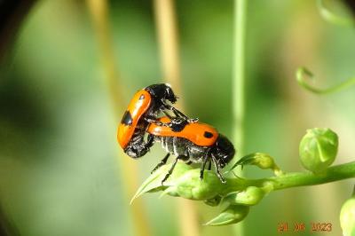 <i>Clytra laeviuscula</i>