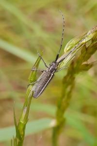 <i>Agapanthia cardui</i>