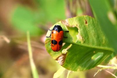 <i>Clytra laeviuscula</i>