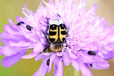 <i>Trichius gallicus</i>