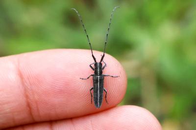 <i>Agapanthia cardui</i>