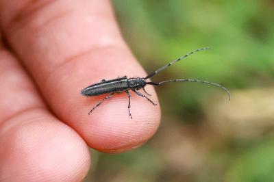 <i>Agapanthia cardui</i>