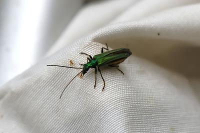 <i>Oedemera nobilis</i>
