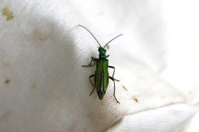 <i>Oedemera nobilis</i>