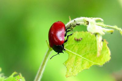 <i>Chrysomela populi</i>