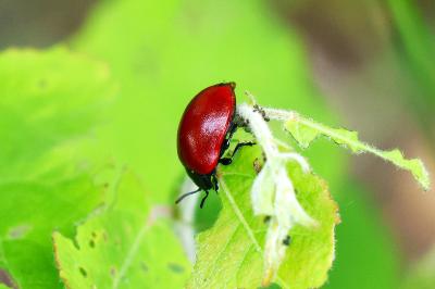 <i>Chrysomela populi</i>