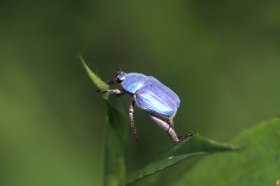 <i>Hoplia coerulea</i>
