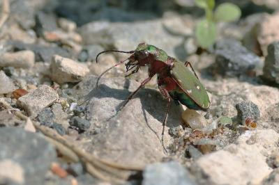 <i>Cicindela campestris</i>