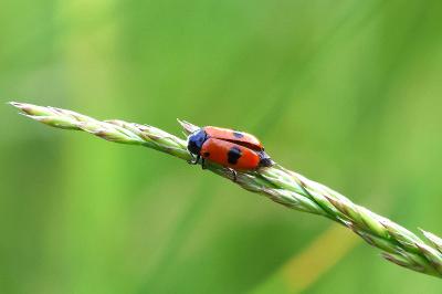 <i>Clytra laeviuscula</i>