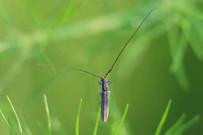 <i>Calamobius filum</i>