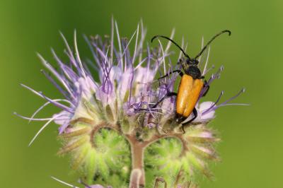 <i>Stictoleptura fulva</i>