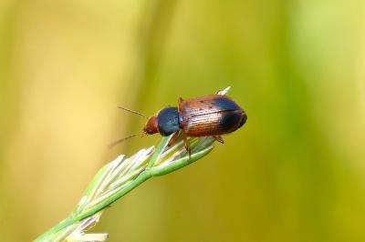 <i>Diachromus germanus</i>