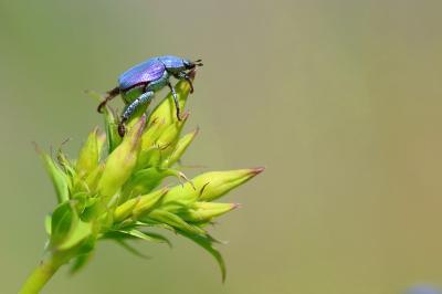 <i>Hoplia coerulea</i>
