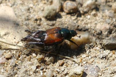 <i>Phyllopertha horticola</i>