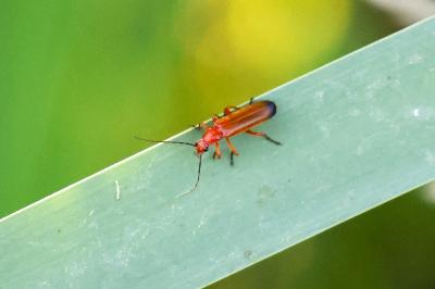 <i>Rhagonycha fulva</i>