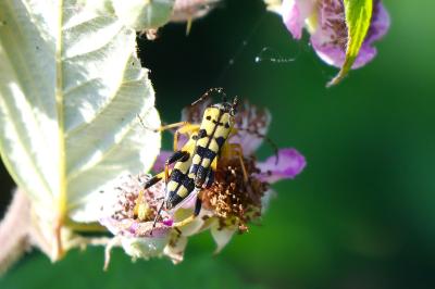 <i>Rutpela maculata</i>