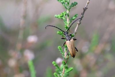 <i>Stictoleptura rubra</i>