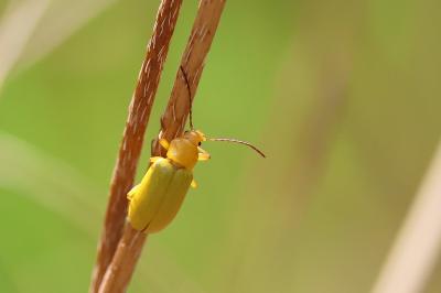 <i>Cteniopus sulphureus</i>
