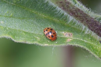 <i>Subcoccinella vigintiquatuorpunctata</i>