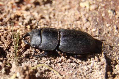 <i>Dorcus parallelipipedus</i>