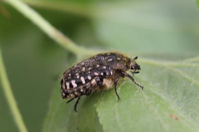 <i>Oxythyrea funesta</i>
