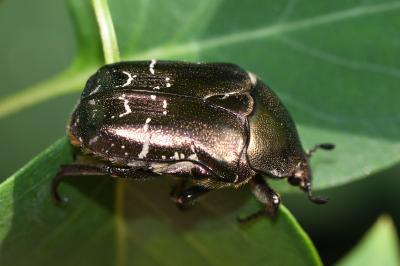 <i>Cetonia aurata</i>
