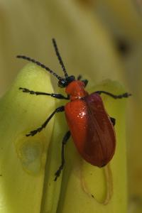 <i>Lilioceris lilii</i>