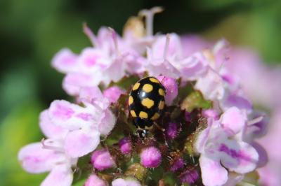 <i>Coccinula quatuordecimpustulata</i>