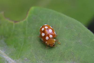 <i>Vibidia duodecimguttata</i>