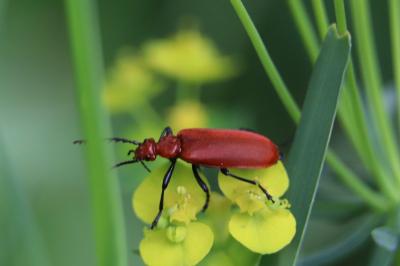 <i>Pyrochroa serraticornis</i>